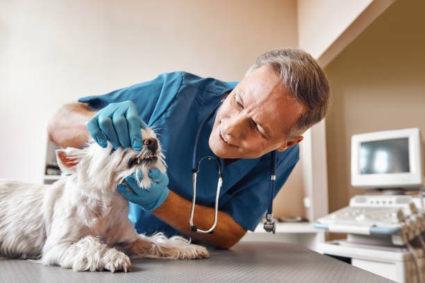 Best Dentist for Severe Toothache  in Belle Haven, VA